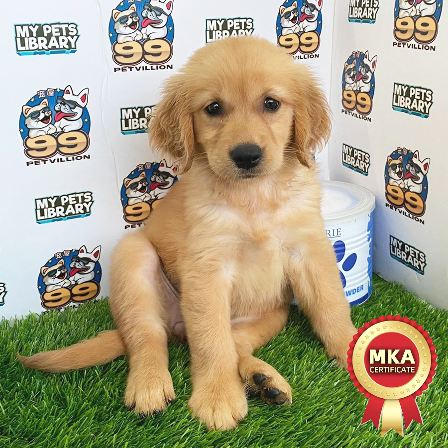 MKA Golden Retriever Puppy (Female) For Sale