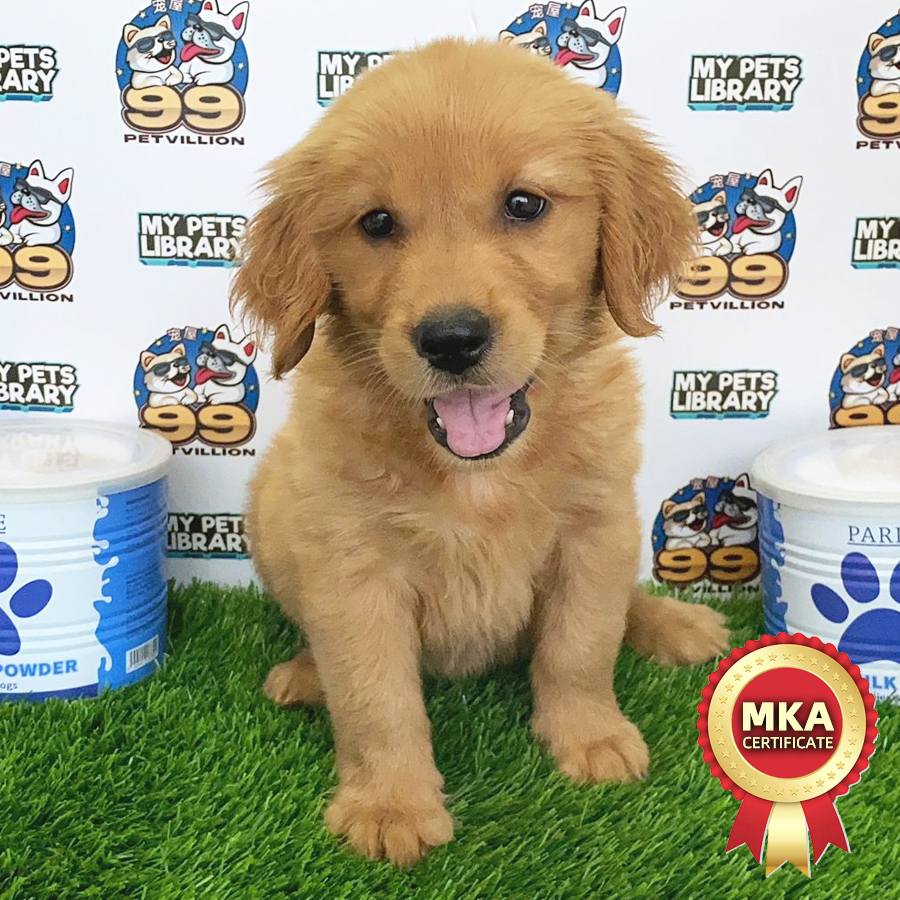 MKA Golden Retriever Puppy (Female) For Sale