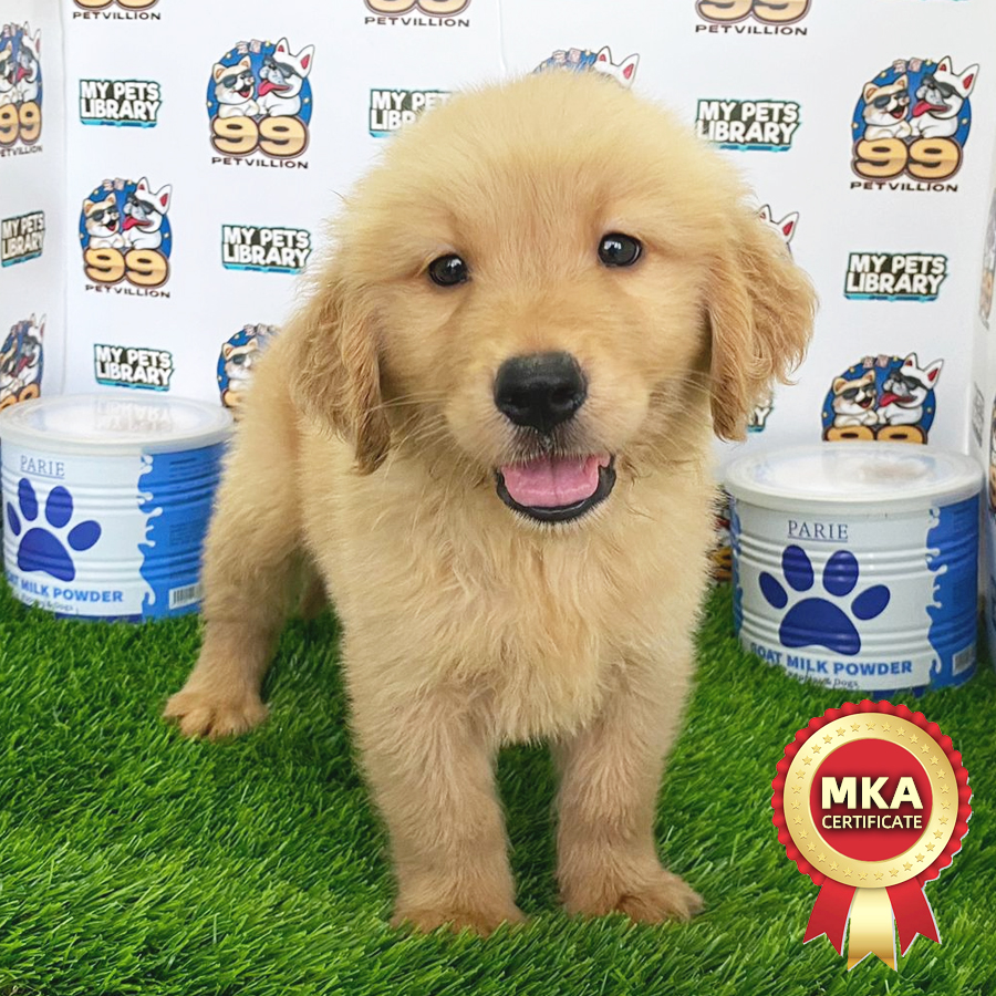 MKA Golden Retriever Puppy (Female) For Sale
