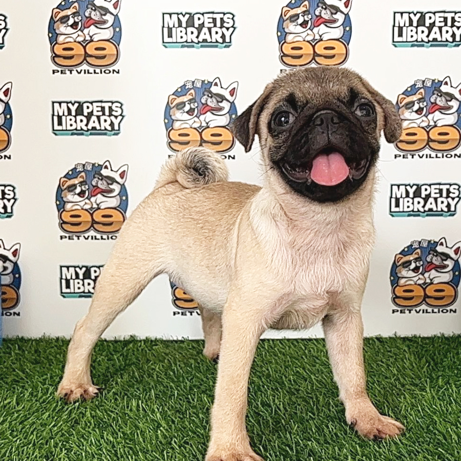 Pug Puppy (Female) For Sale