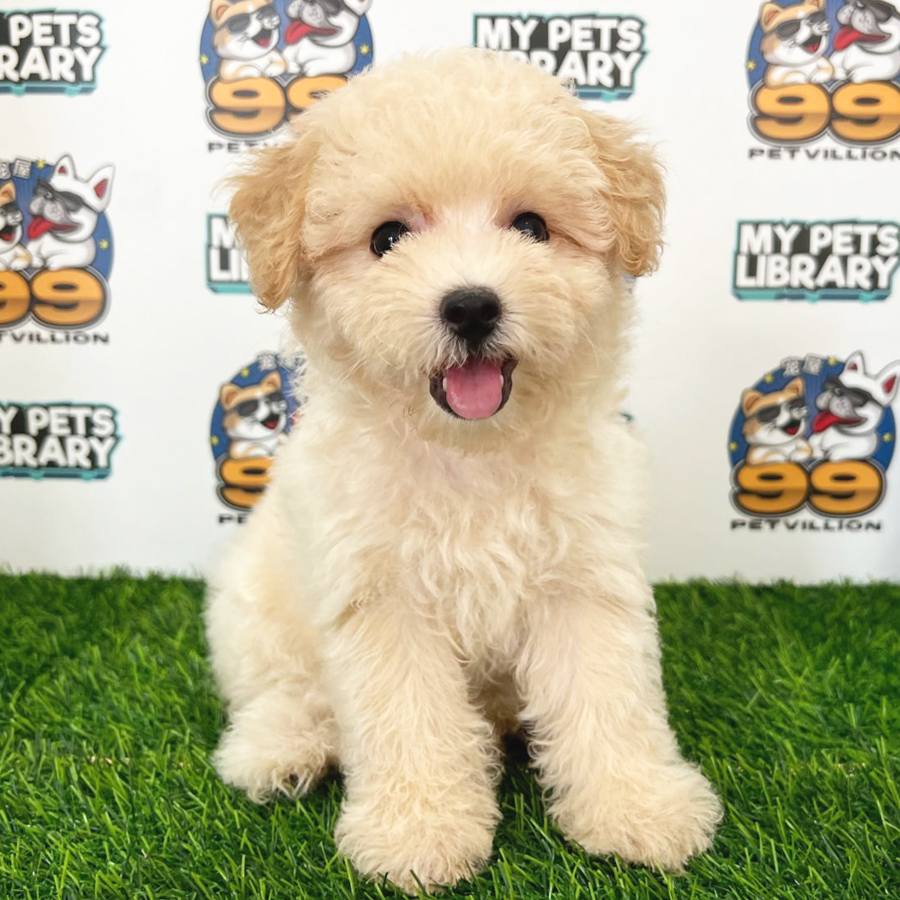 Toy Poodle Puppy (Female) For Sale