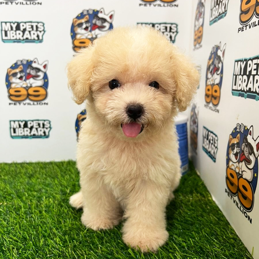 Toy Poodle Puppy (Female) For Sale