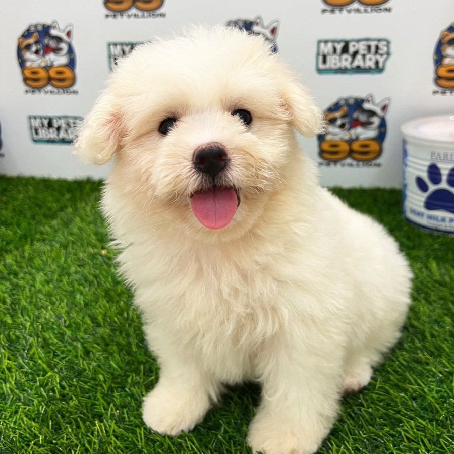 Toy Poodle Puppy (Female) For Sale