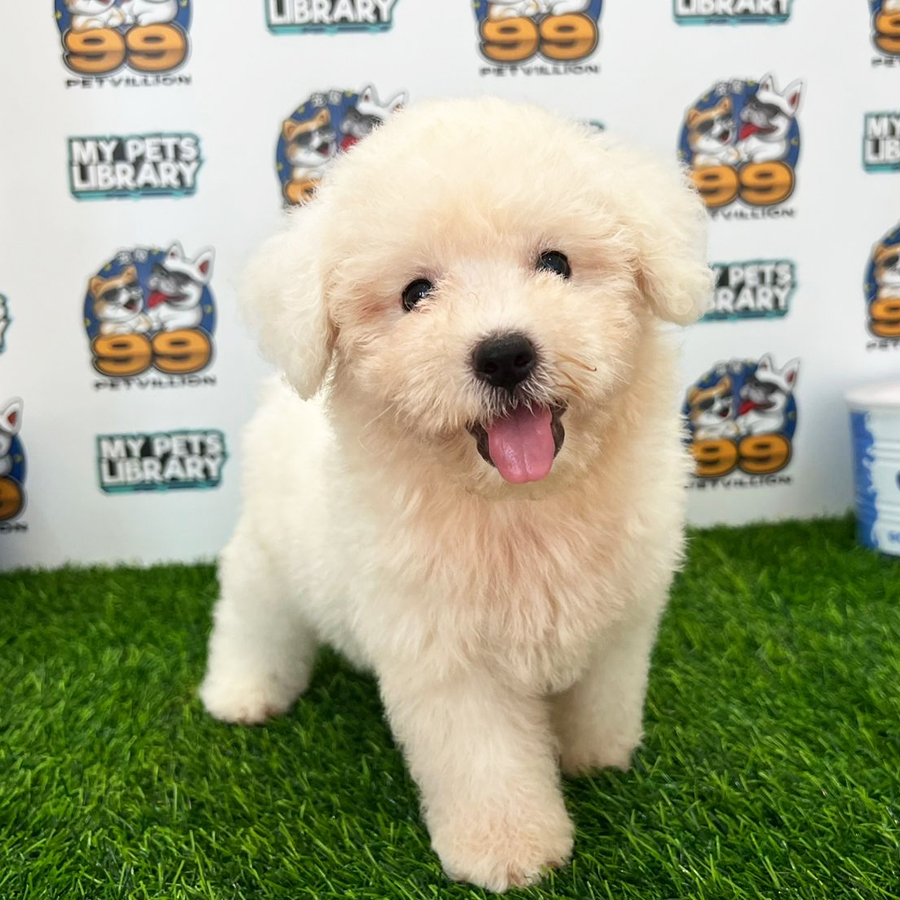 Toy Poodle Puppy (Male) For Sale