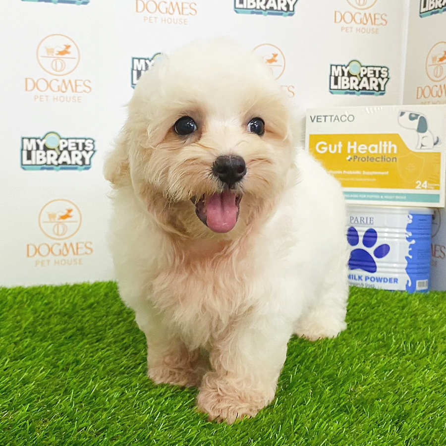 Maltipoo Puppy (Male) For Sale