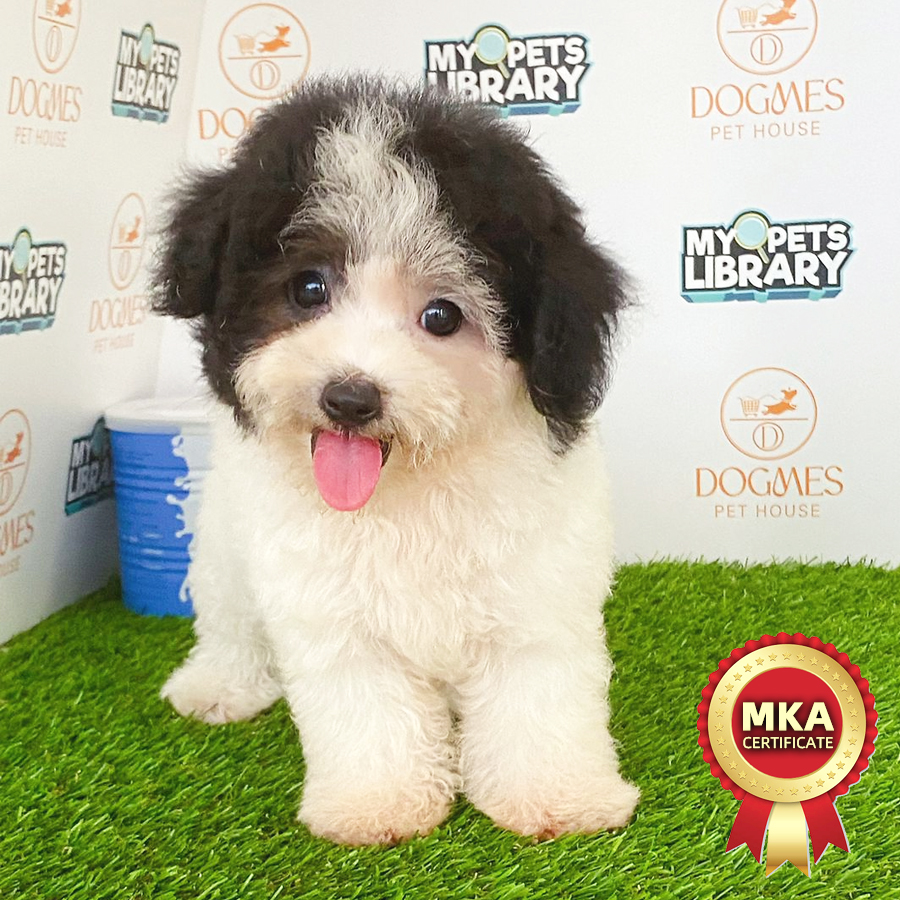 MKA Toy Poodle Puppy (Female) For Sale