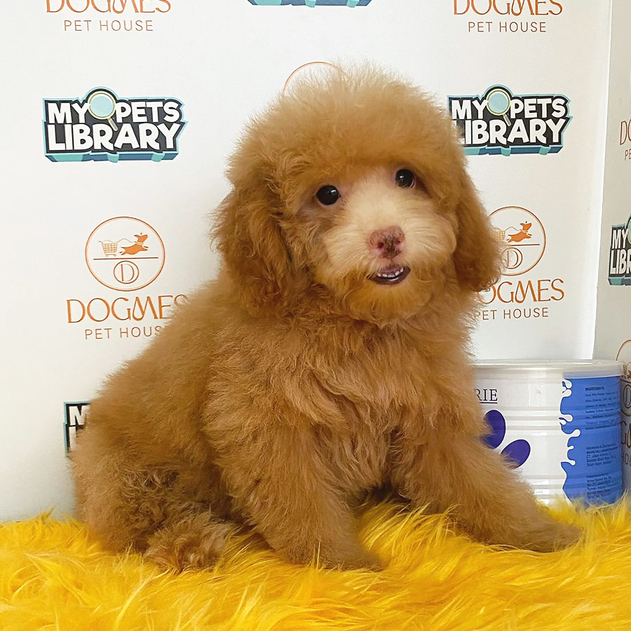 Toy Poodle Puppy (Male) For Sale