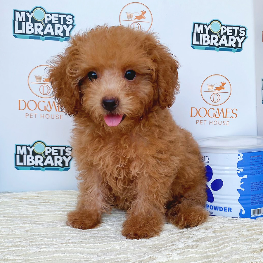 Toy Poodle Puppy (Male) For Sale