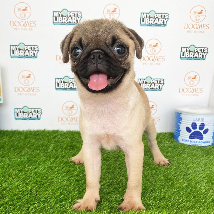 Pug Puppy (Female) For Sale