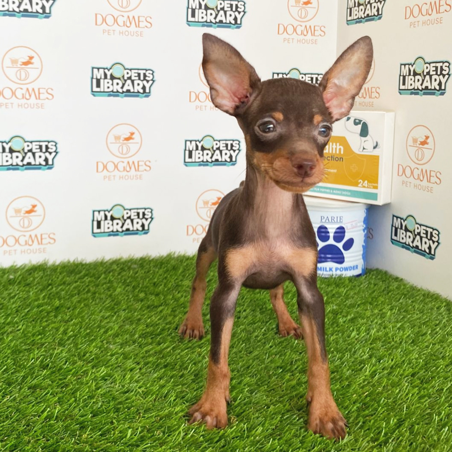 Pinscher Puppy (Male) For Sale