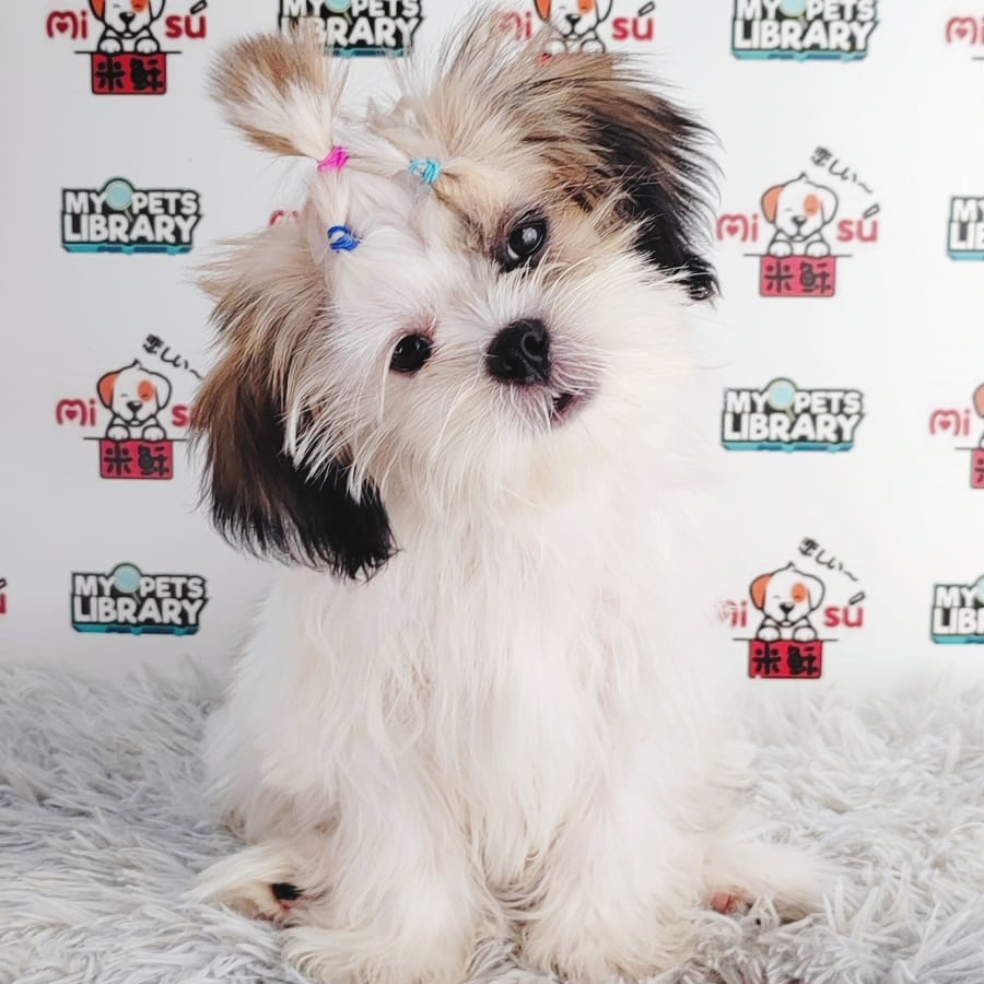 Shih Tzu Puppy (Female) For Sale
