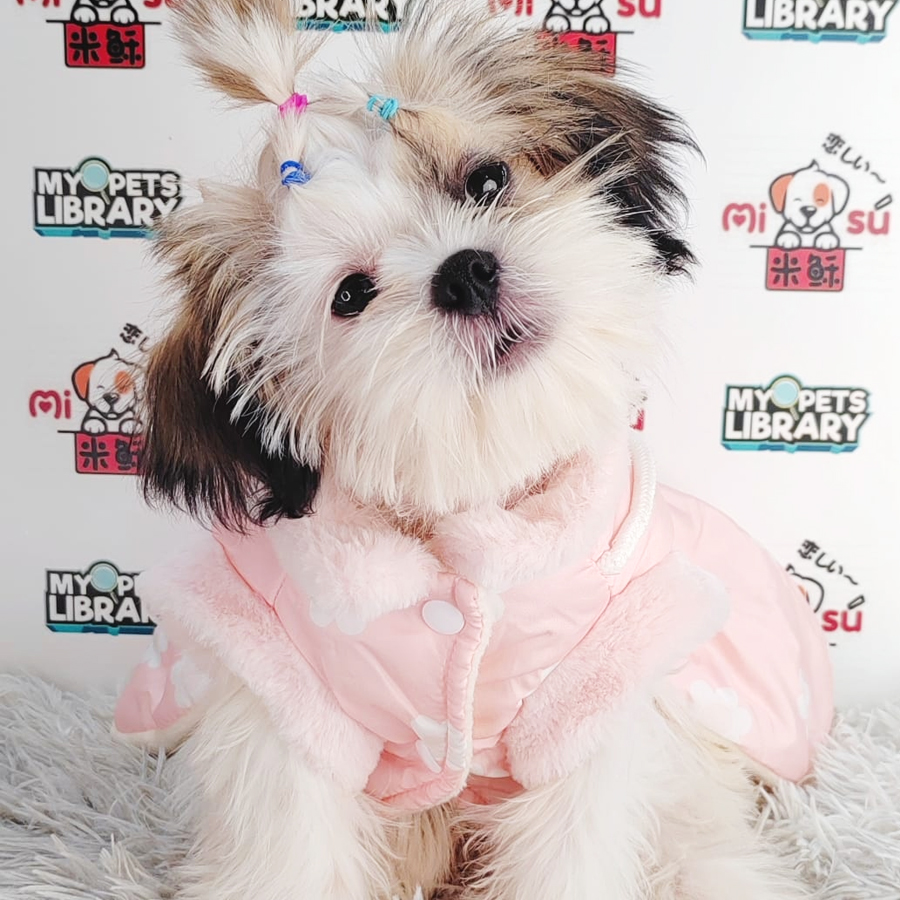 Shih Tzu Puppy (Female) For Sale