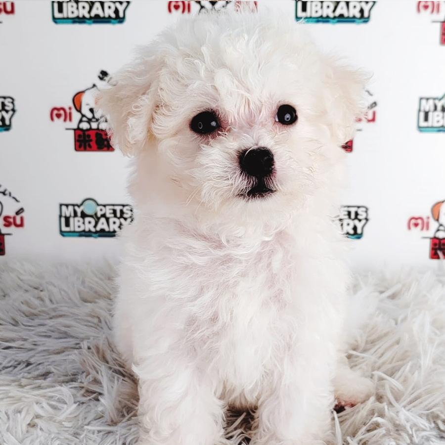 Bichon Frise Puppy (Male) For Sale