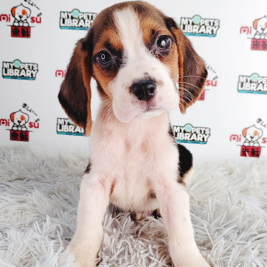 Beagle Puppy (Male) For Sale