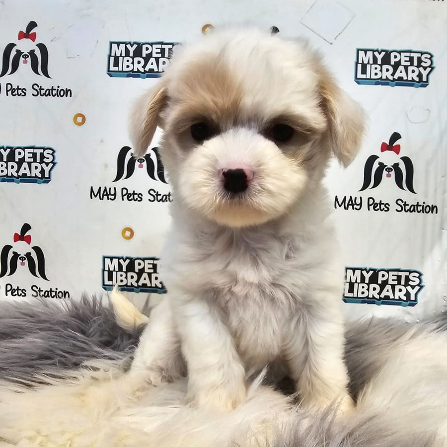 Maltipoo Puppy (Female) For Sale