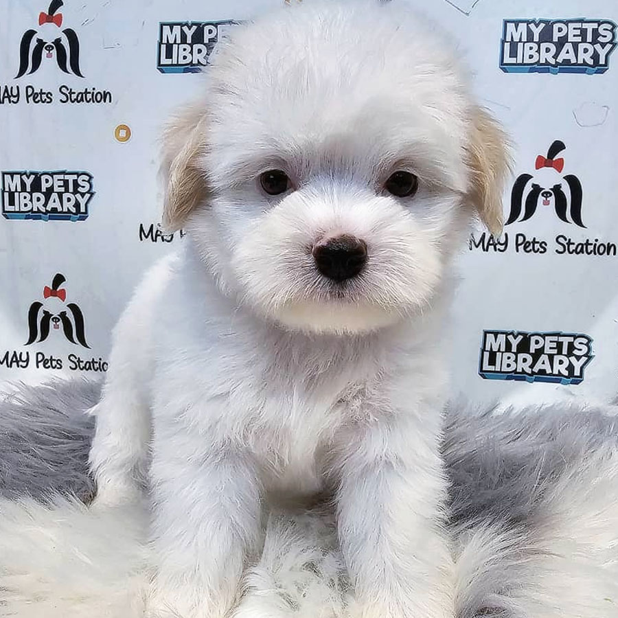 Maltipoo Puppy (Female) For Sale