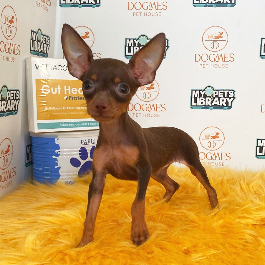 Pinscher Puppy (Female) For Sale