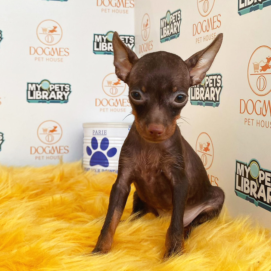 Pinscher Puppy (Female) For Sale