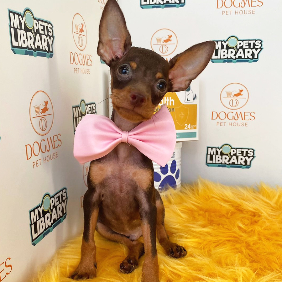 Pinscher Puppy (Male) For Sale