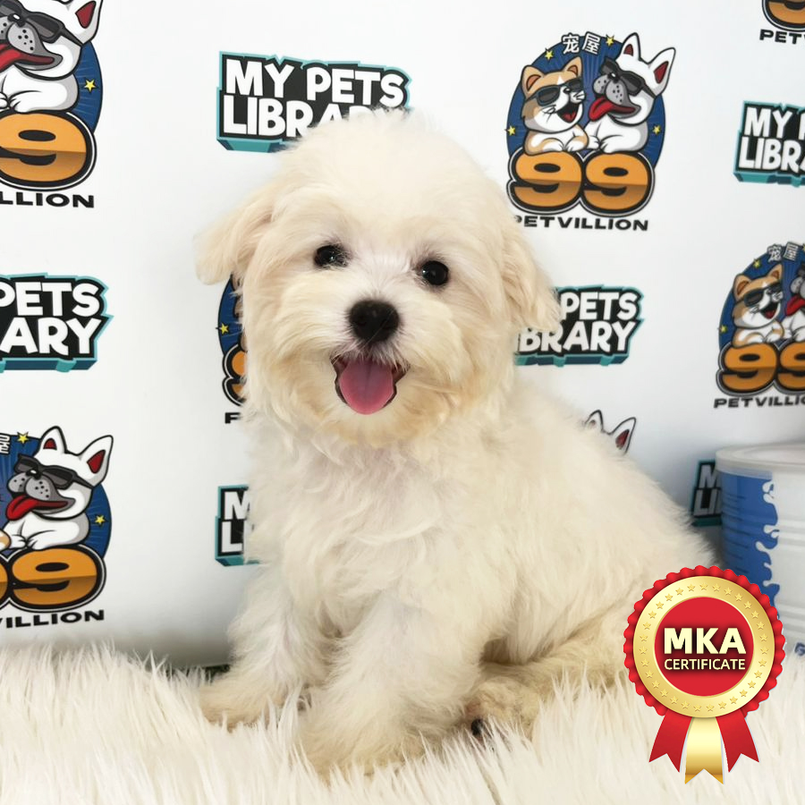 MKA Tiny Maltese Puppy (Male) For Sale