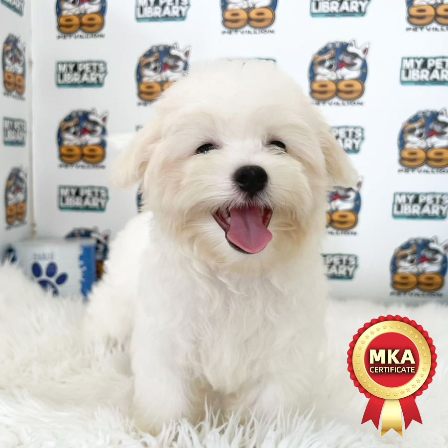 MKA Tiny Maltese Puppy (Male) For Sale