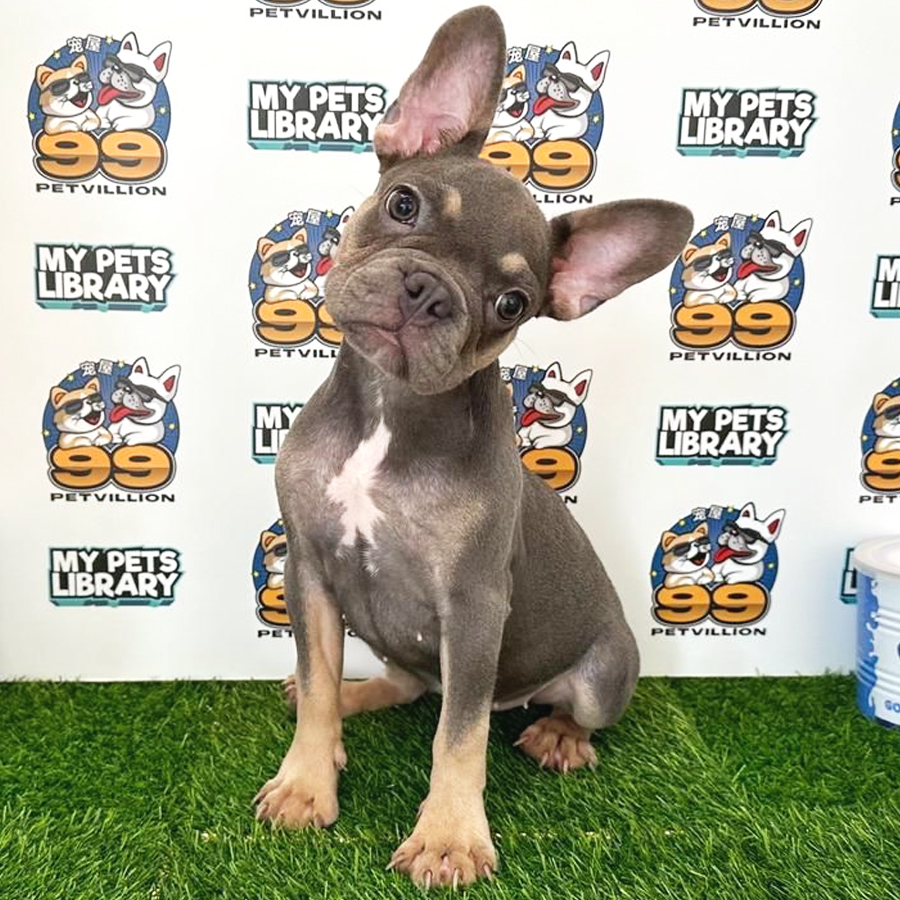 French Bulldog Puppy (Female) For Sale