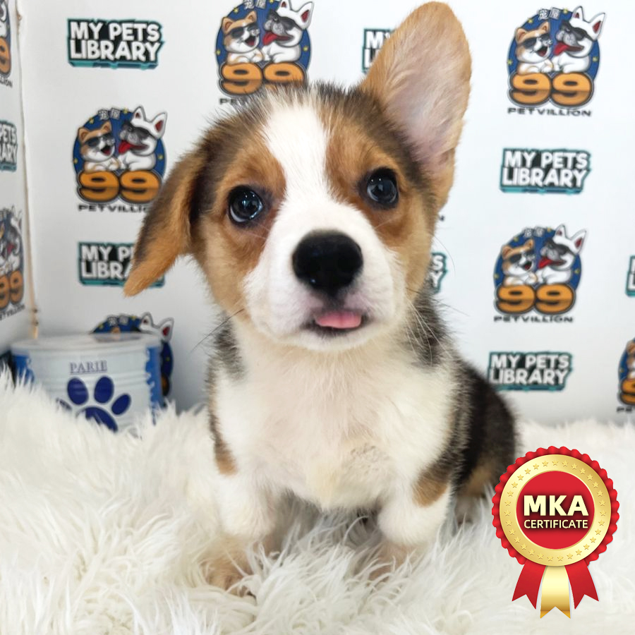 MKA Welsh Corgi Puppy (Male) For Sale