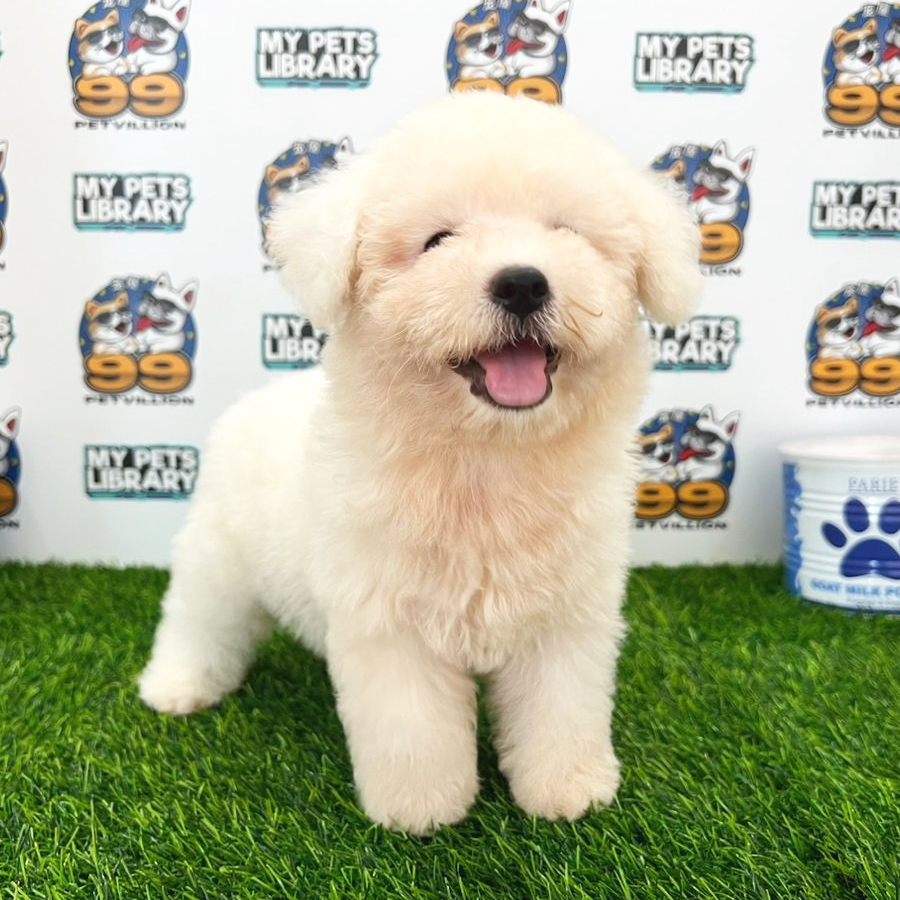 Toy Poodle Puppy (Male) For Sale