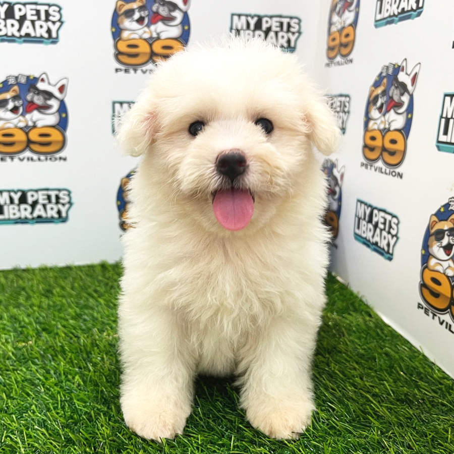 Toy Poodle Puppy (Female) For Sale