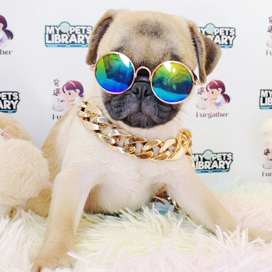 Pug Puppy (Female) For Sale