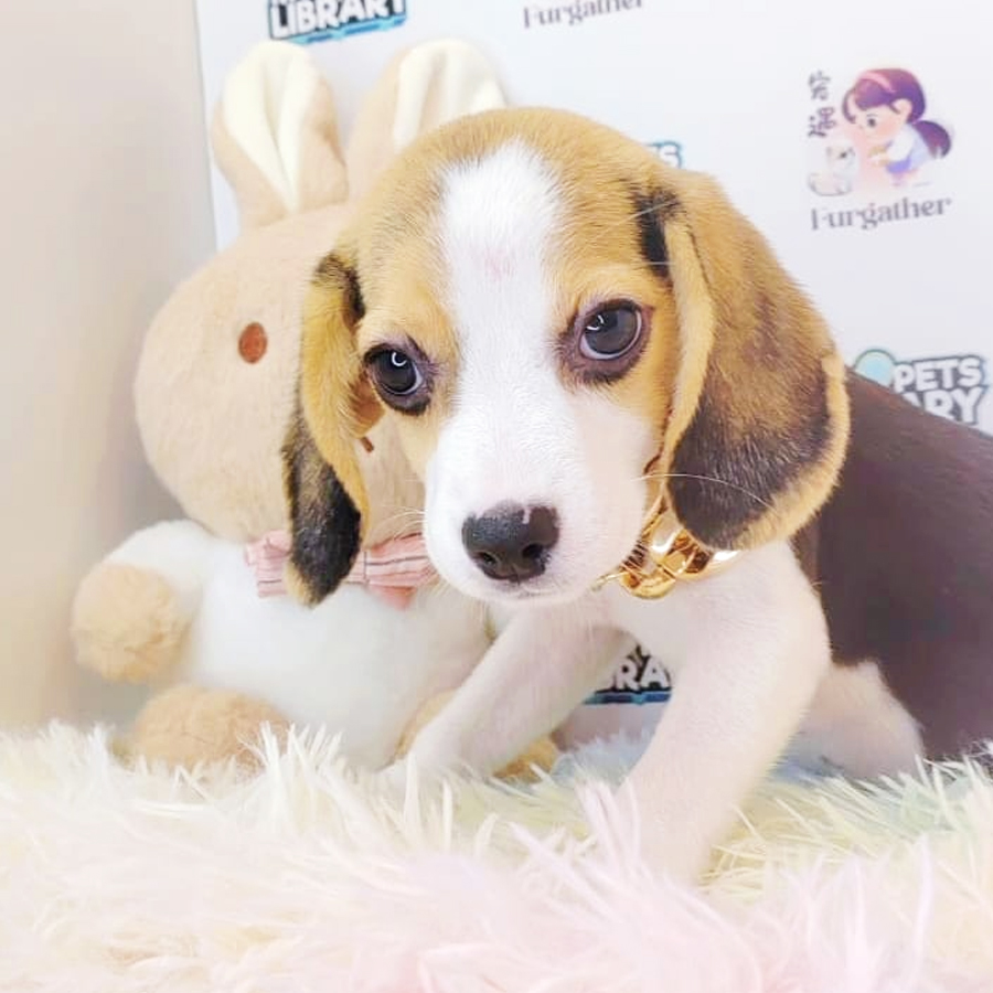 Beagle Puppy (Female) For Sale