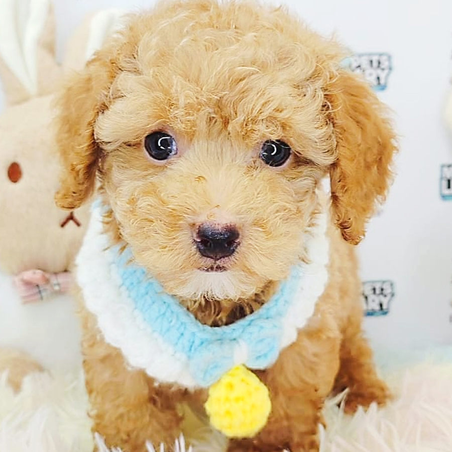 Tiny Poodle Puppy (Male) For Sale