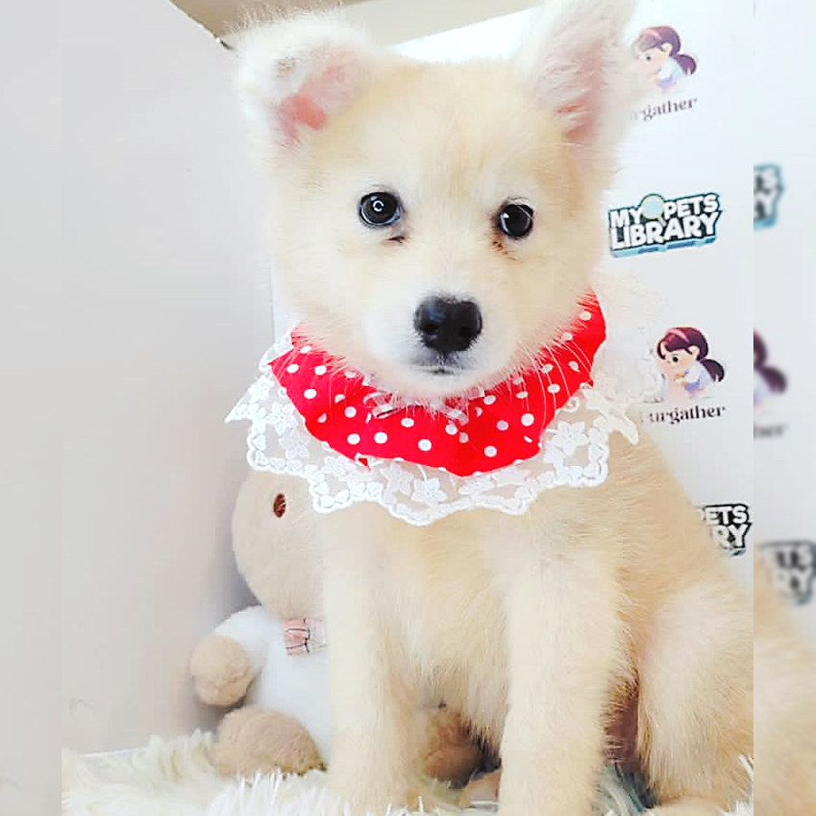 Pomsky Puppy (Female) For Sale