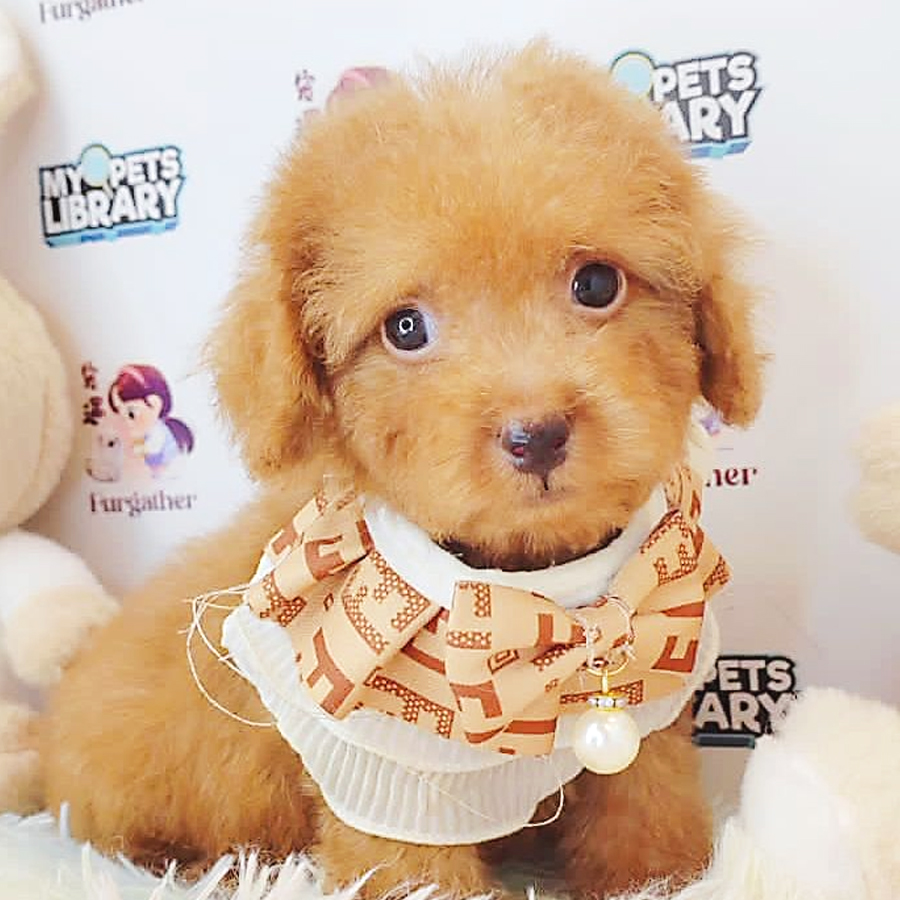 Toy Poodle Puppy (Male) For Sale