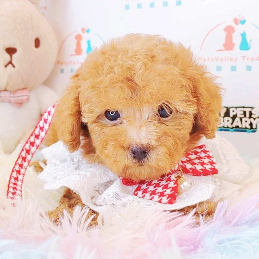 Toy Poodle Puppy (Male) For Sale