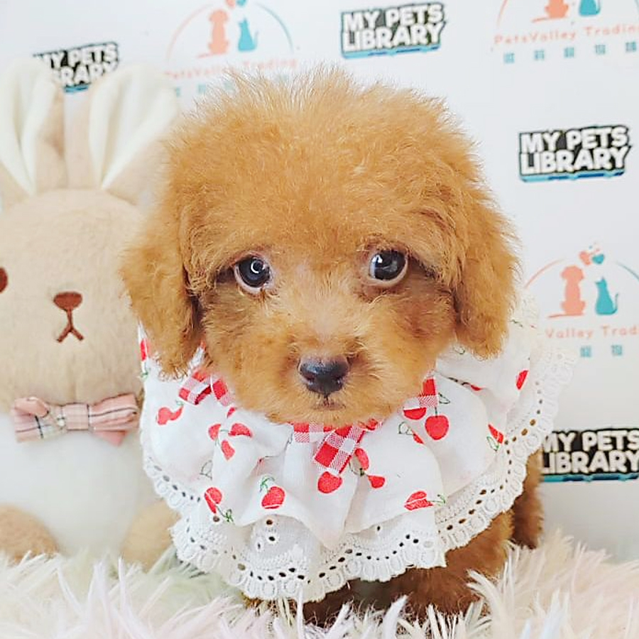 Toy Poodle Puppy (Male) For Sale
