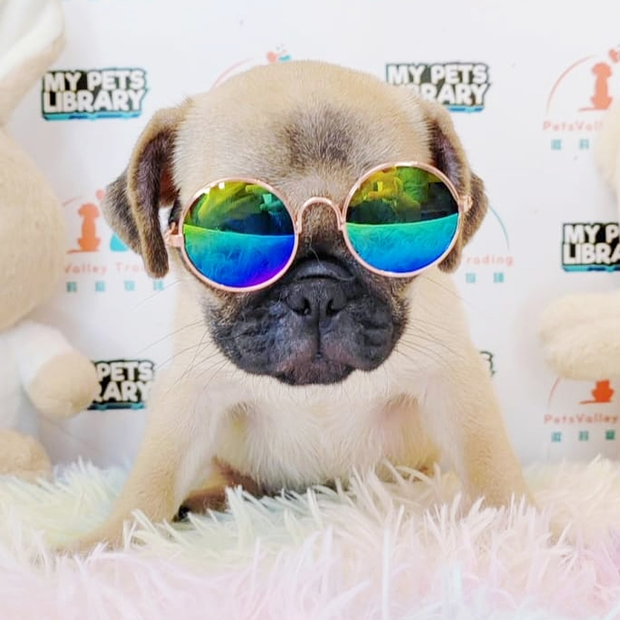 Pug Puppy (Female) For Sale