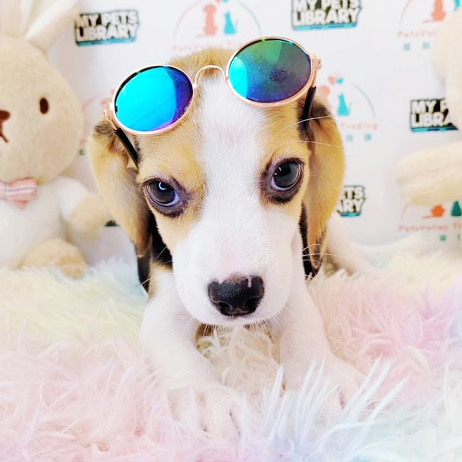 Beagle Puppy (Female) For Sale
