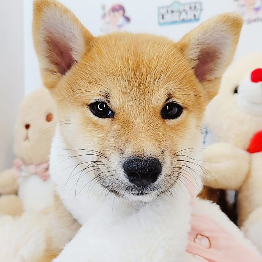 Shiba Inu Puppy (Female) For Sale