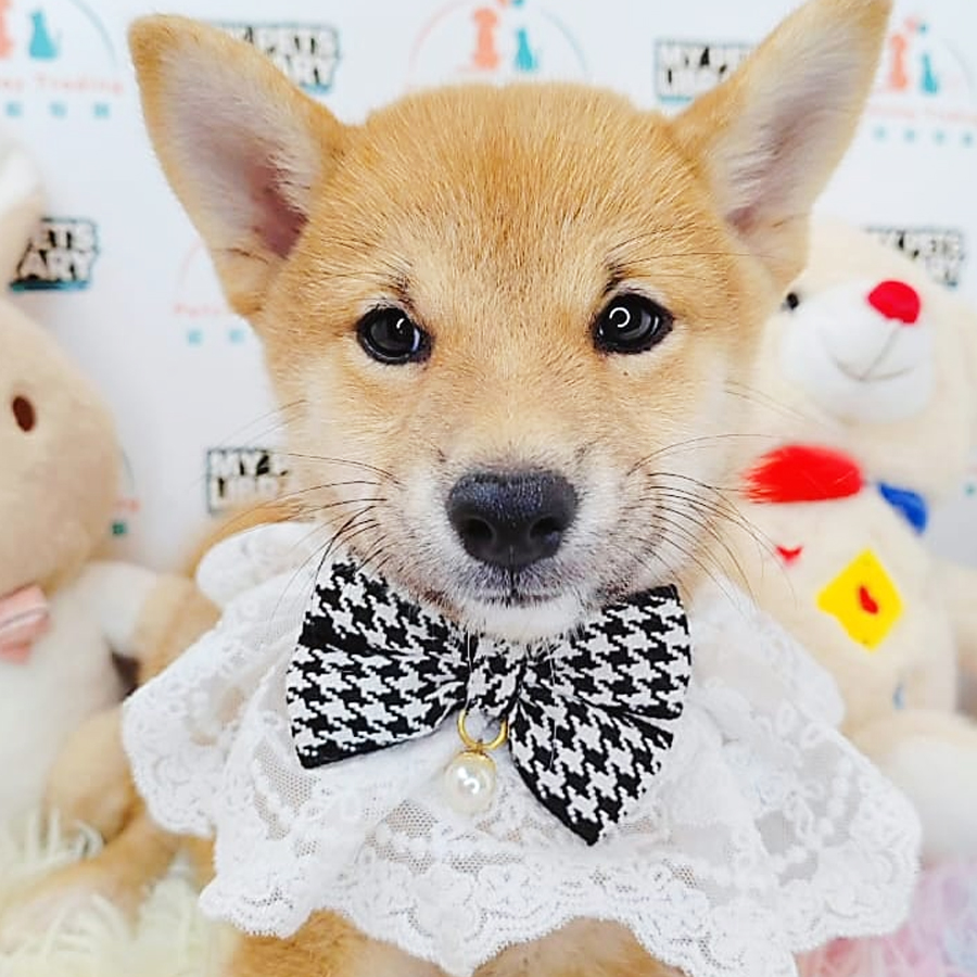 Shiba Inu Puppy (Female) For Sale