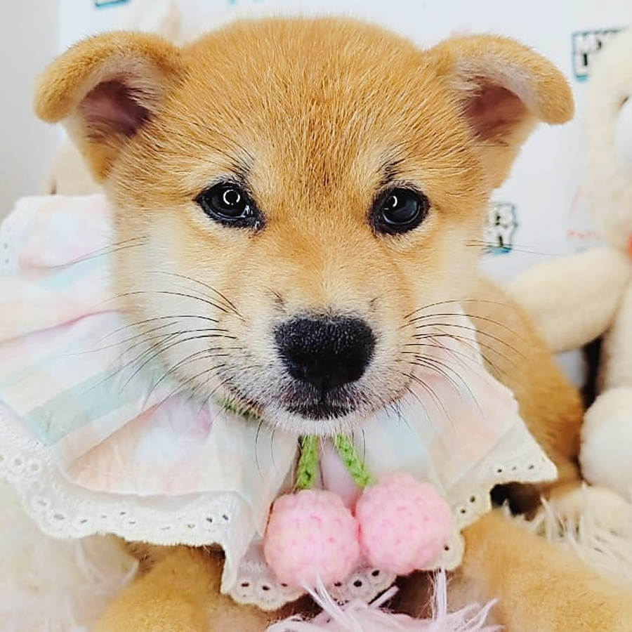Shiba Inu Puppy (Female) For Sale