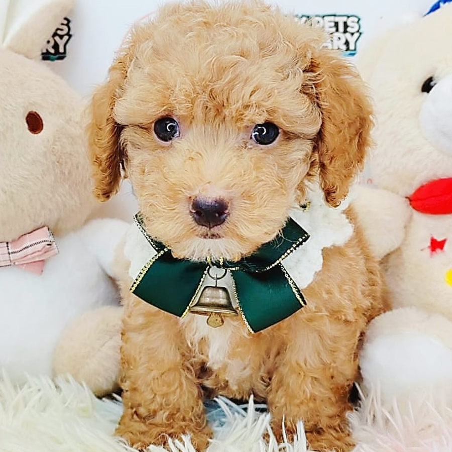 Tiny Poodle Puppy (Male) For Sale
