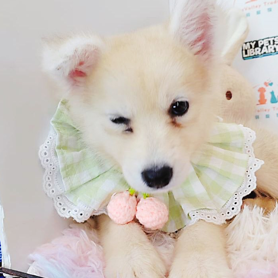 Pomsky Puppy (Female) For Sale