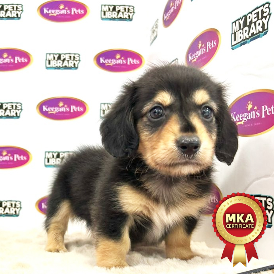 MKA Miniature Long Coat Dachshund Puppy (Male) For Sale