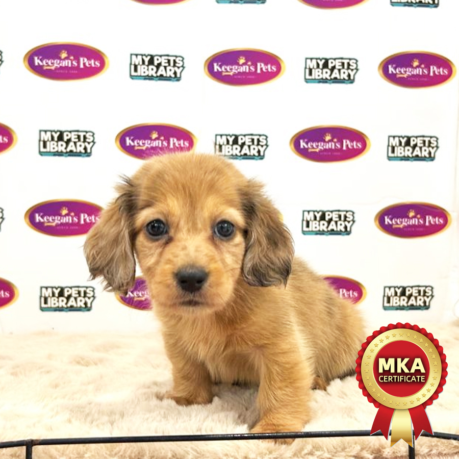 MKA Miniature Long Coat Dachshund Puppy (Female) For Sale