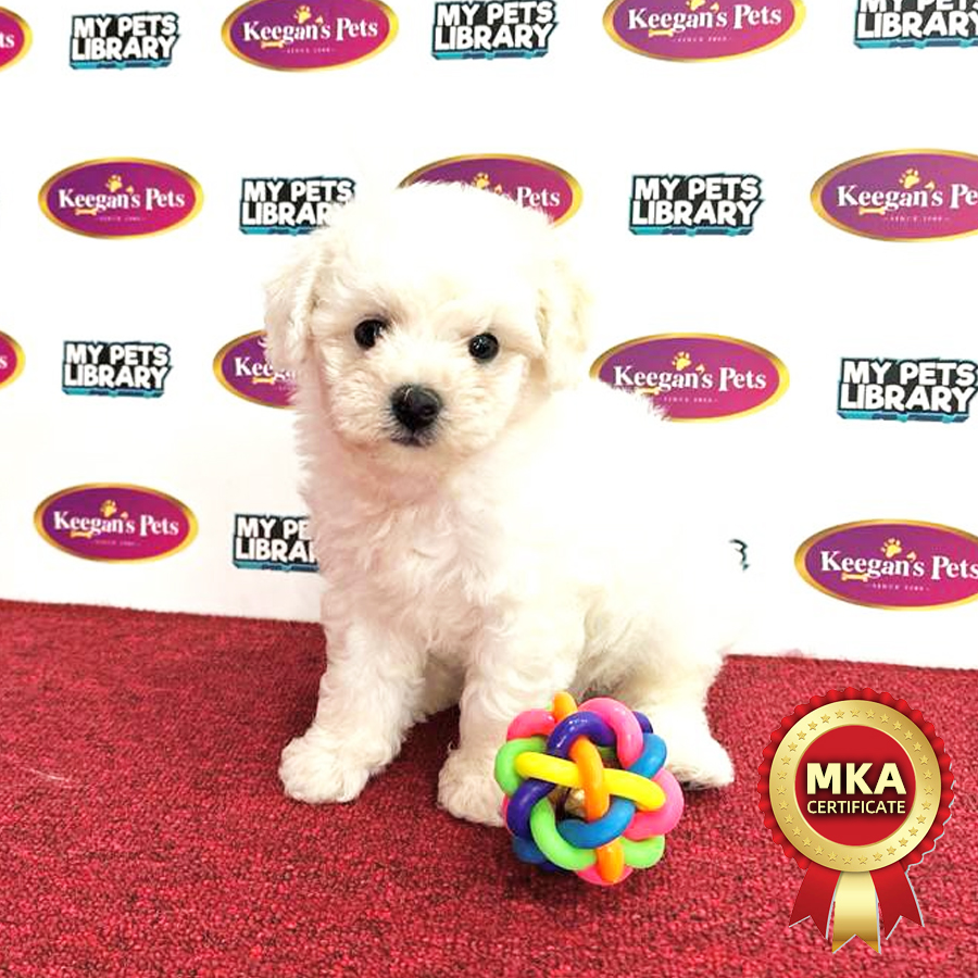 MKA Bichon Frise Puppy (Female) For Sale