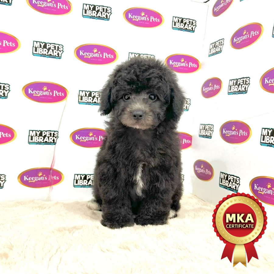 MKA Toy Poodle Puppy (Male) For Sale
