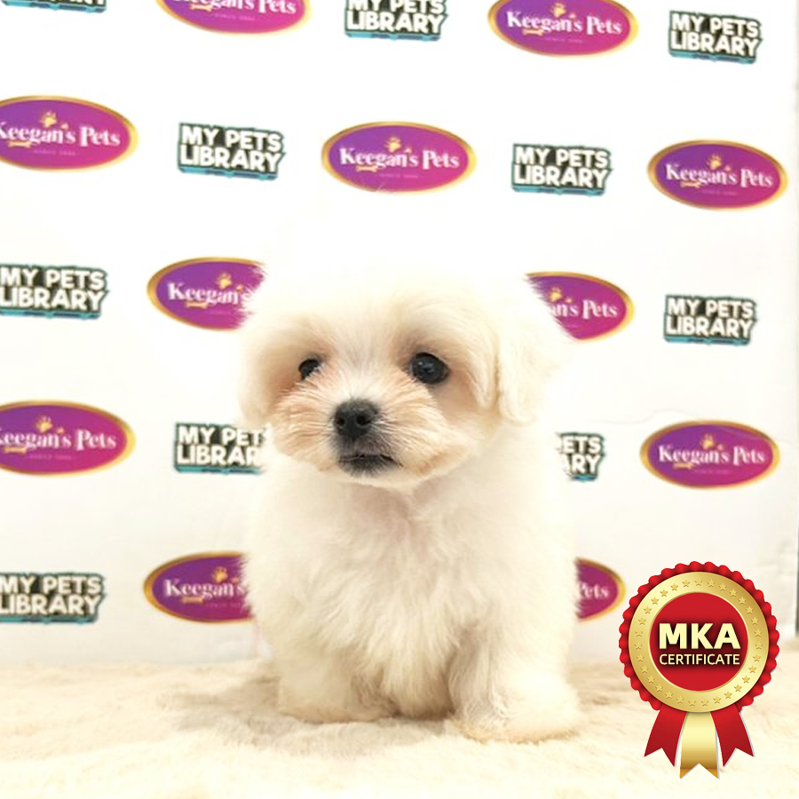 MKA Tiny Maltese Puppy (Male) For Sale