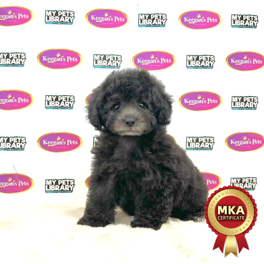 MKA Toy Poodle Puppy (Female) For Sale