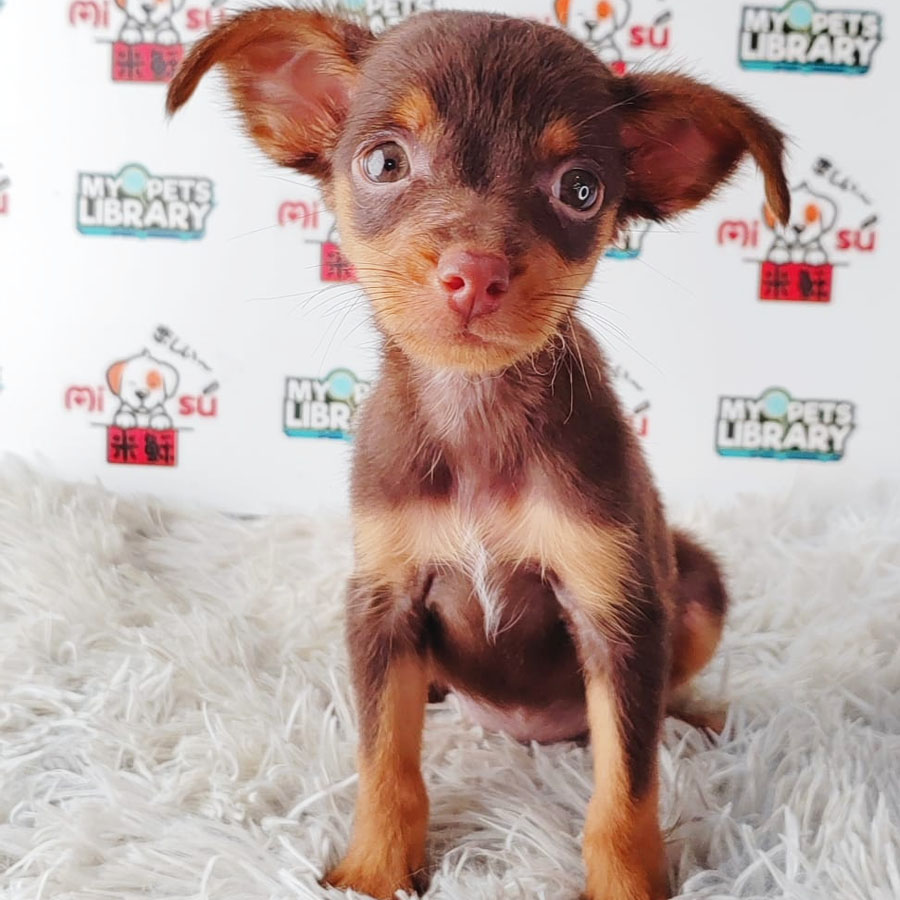 Pinscher Puppy (Female) For Sale